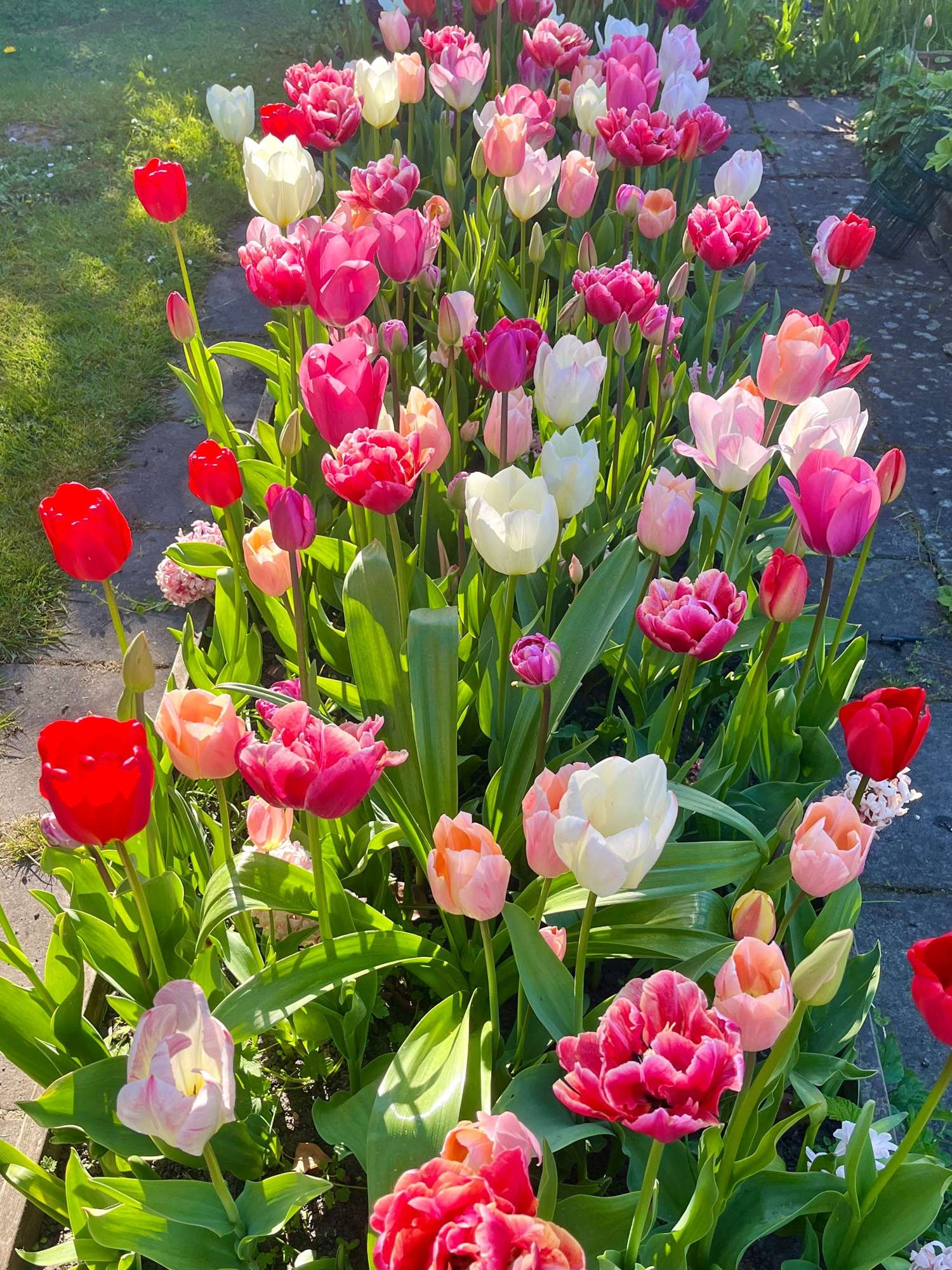 Mélange exclusif 'Svaneke Delight'